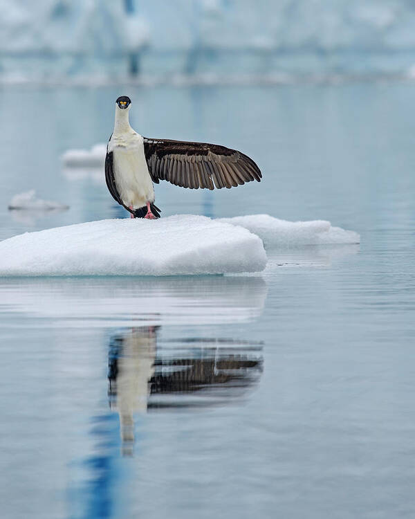 Antarctic Shag Poster featuring the photograph This Way by Tony Beck