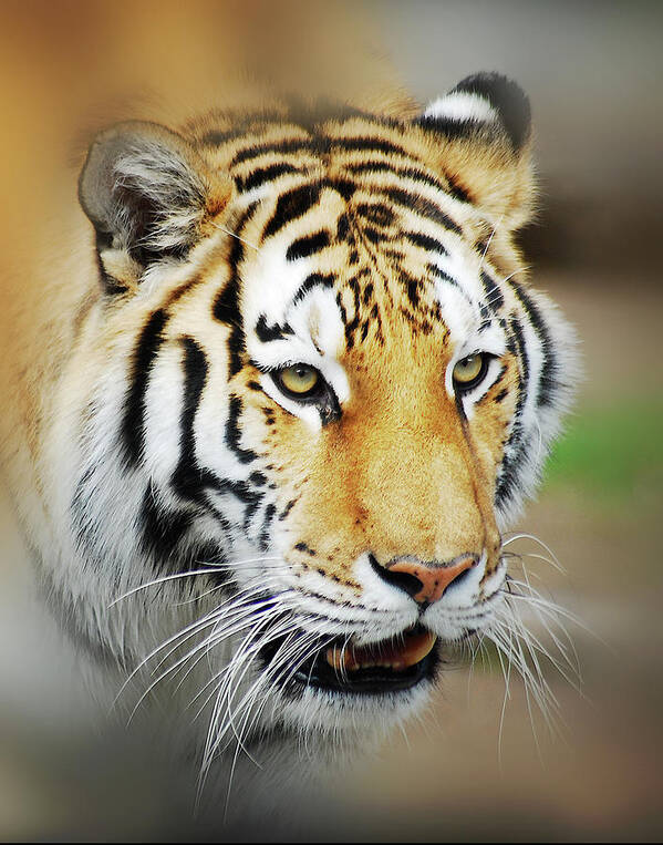 Yellow Poster featuring the photograph Tiger Eyes by Michael Peychich