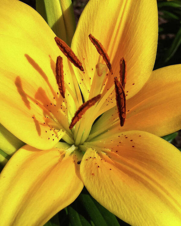 Lily Poster featuring the photograph Tiger Lily by DiDesigns Graphics