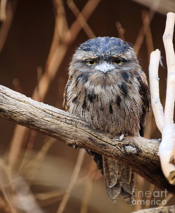 Nature Poster featuring the photograph Tiny Grumpy Owl by Bill Frische