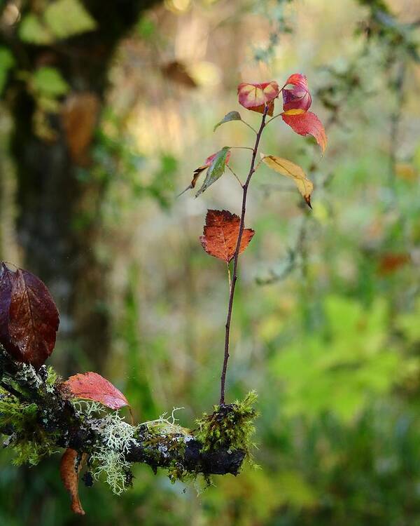 Fall Foliage Poster featuring the photograph Touch of Autumn by I'ina Van Lawick