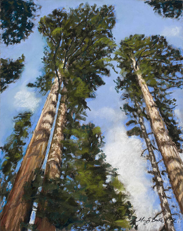Sequoia Poster featuring the pastel Towering Sequoias by Mary Benke