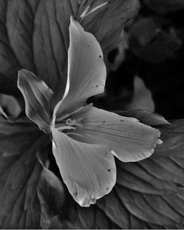 Flower Poster featuring the photograph Trillium Profile BW by Charles Lucas