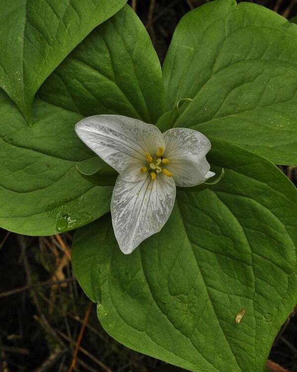 Wild Flowers Poster featuring the photograph Trillium After the Rain by Charles Lucas