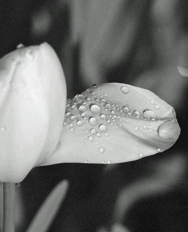 Tulip Poster featuring the photograph Tulips - Beauty In Bloom - BW Infrared SFX 17 by Pamela Critchlow