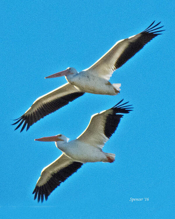 Wildlife Poster featuring the photograph Two White Pelicans by T Guy Spencer