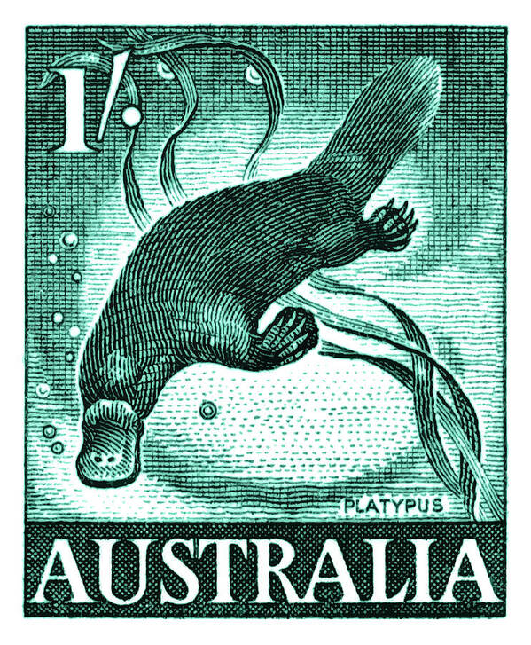 Platypus Poster featuring the digital art Vintage 1959 Australia Platypus Postage Stamp by Retro Graphics