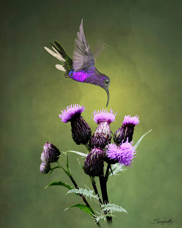 Bird Poster featuring the digital art Violet Sabrewing Hummingbird and Thistle by M Spadecaller