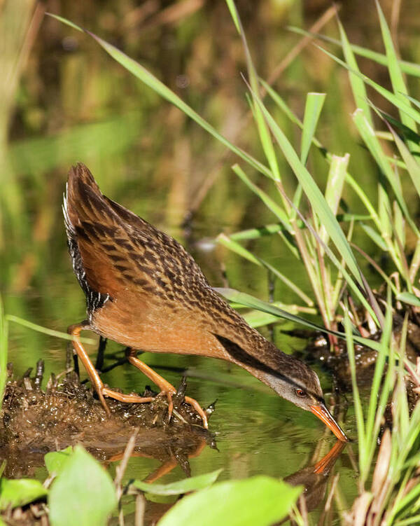 Virginia Rail Poster featuring the photograph Virginia Rail by Randall Ingalls