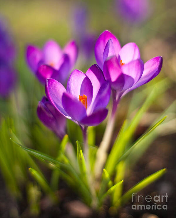 Crocus Poster featuring the photograph Vivid Crocus Petals by Mike Reid