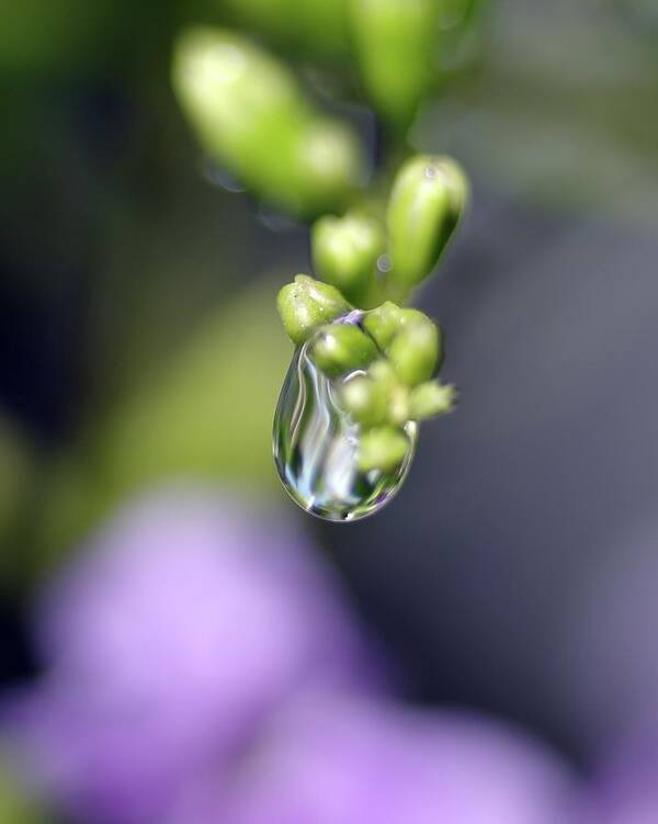 Macro Photography Poster featuring the photograph Water Droplet IV by Richard Rizzo