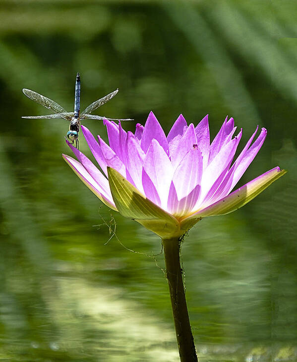 Water Lily Poster featuring the photograph Water Lily with Dragon Fly by Bill Barber