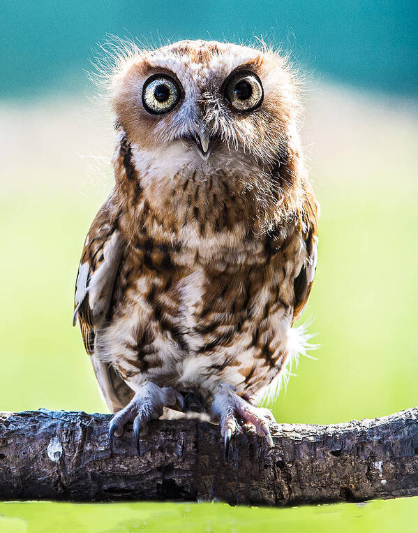 Screech Owl Poster featuring the photograph What Big Eyes You Have by William Bitman