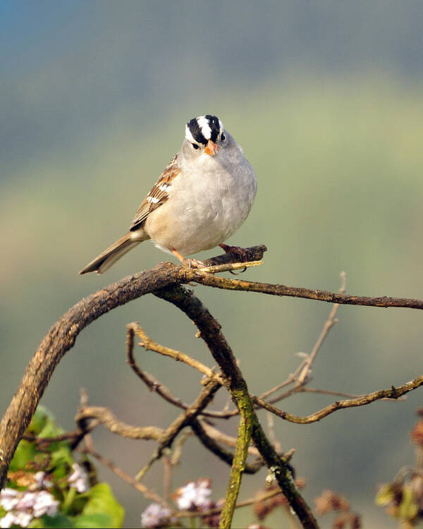 White Crowned Poster featuring the photograph White Crowned Sparrow by Laura Mountainspring