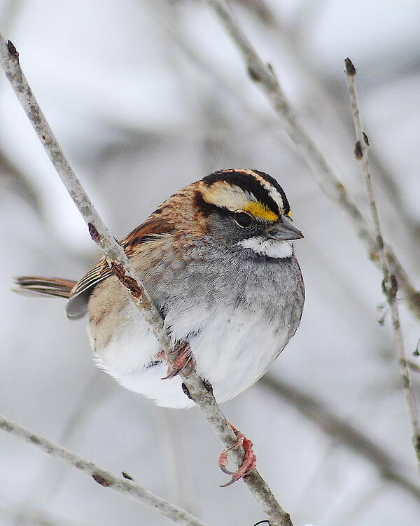 White-throated Sparrow Poster featuring the photograph White throated Sparrow by Michael Peychich