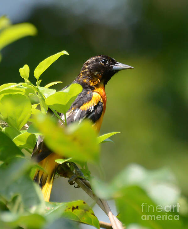 Baltimore Oriole Poster featuring the photograph Wild Birds - Baltimore Oriole by Kerri Farley