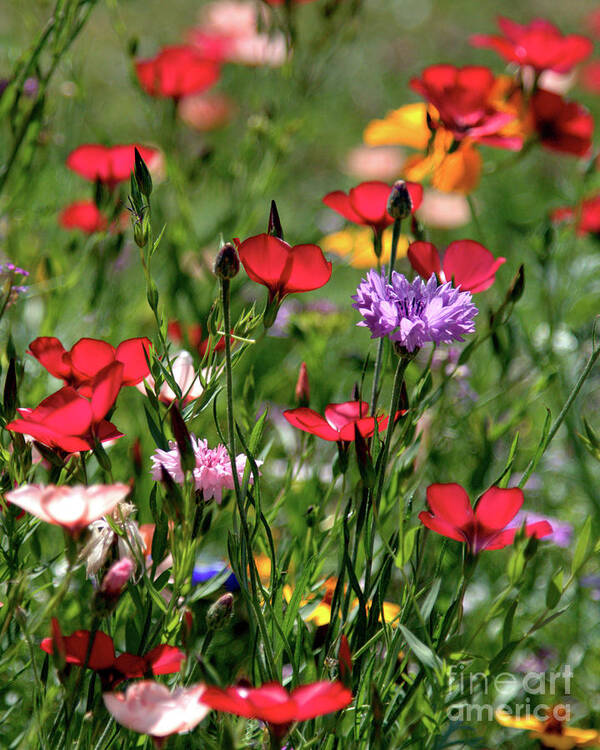 Flowers Poster featuring the photograph Wild flower meadow by Stephen Melia