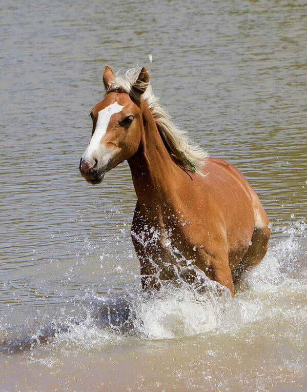 Wild Horse Poster featuring the photograph Wild Horse Splashing at the Water Hole by Mark Miller