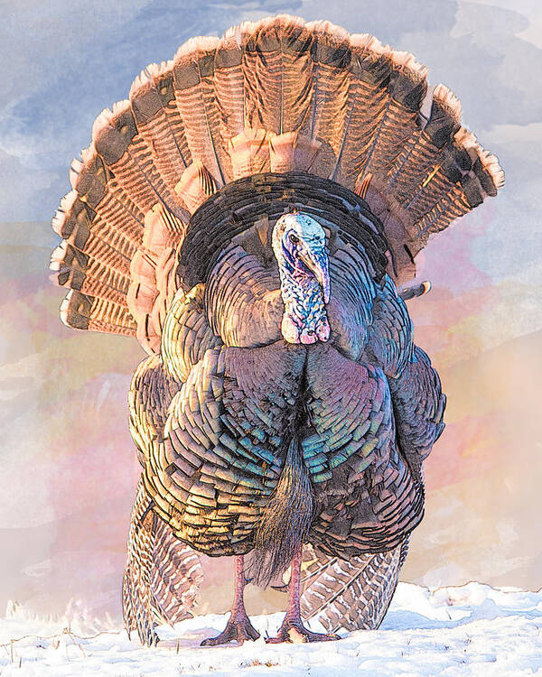 Bird Poster featuring the photograph Wild Tom Turkey by Patti Deters