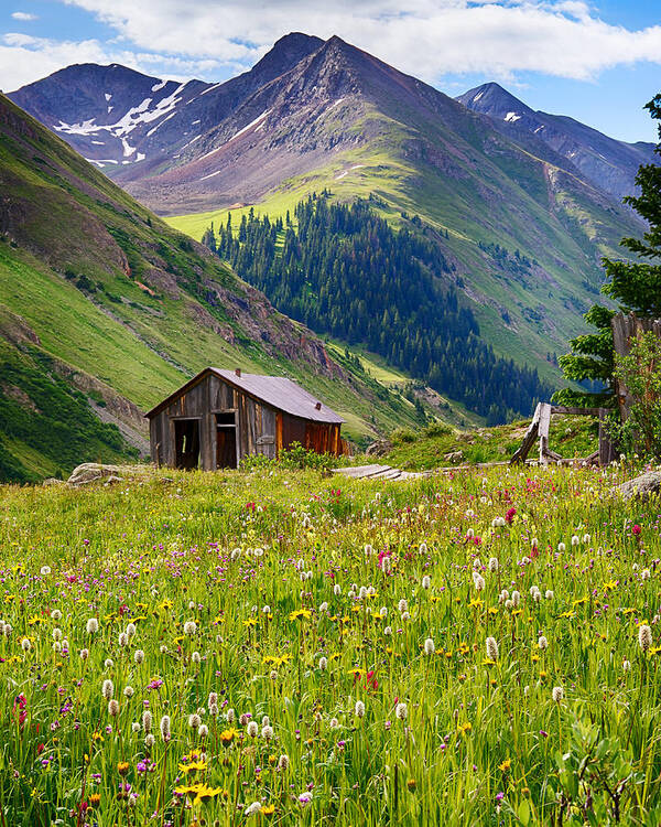 Wildflowers Poster featuring the photograph Wildflowers in Animas Forks by David Soldano