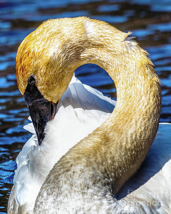 Wildlife Trumpeter Swan Poster featuring the photograph Wildlife Trumpeter Swan -9689c by Norris Seward