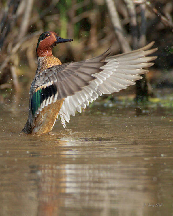 Nature Poster featuring the photograph Wings Out by Gerry Sibell