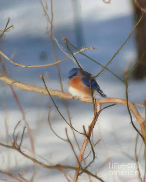 Bluebird Poster featuring the painting Winter Bluebird Nature Art by Smilin Eyes Treasures