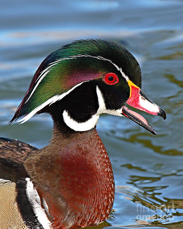 Wood Duck Poster featuring the photograph Wood Duck Drake Calling In Spring Courtship by Max Allen