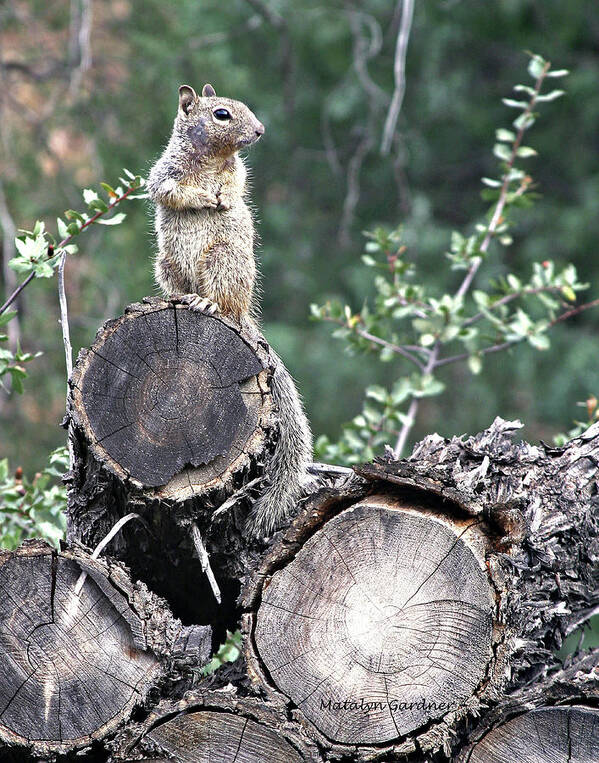 Squirrel Poster featuring the photograph Woodpile Squirrel by Matalyn Gardner