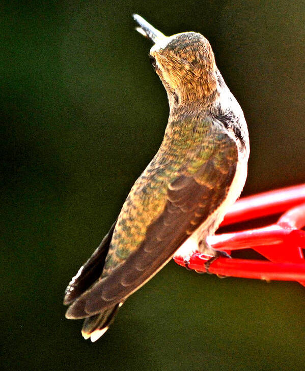 Animal Poster featuring the photograph Yacking At A Male Anna's Flying Overhead by Jay Milo