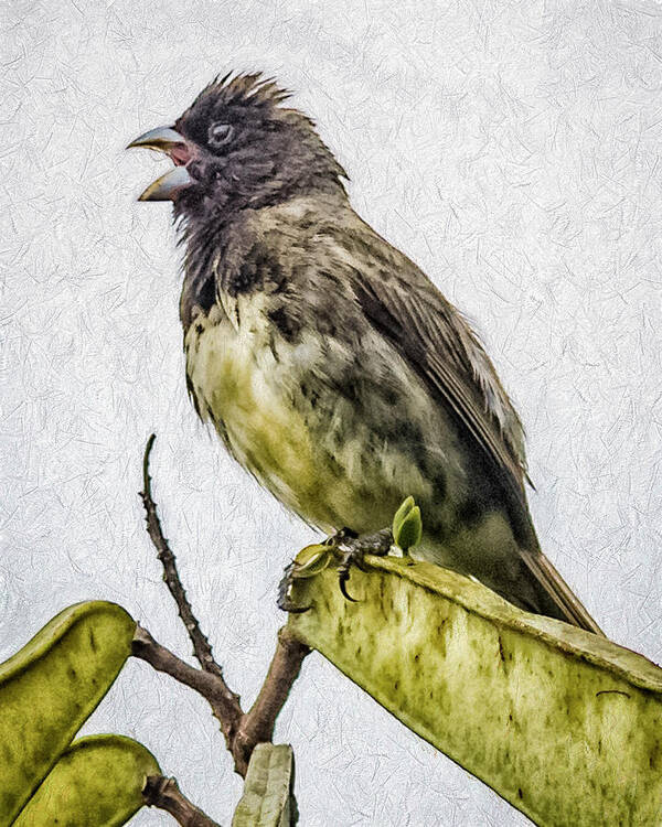 Birds Poster featuring the photograph Yellow Bellied Seedeater Panaca Quimbaya Colombia by Adam Rainoff