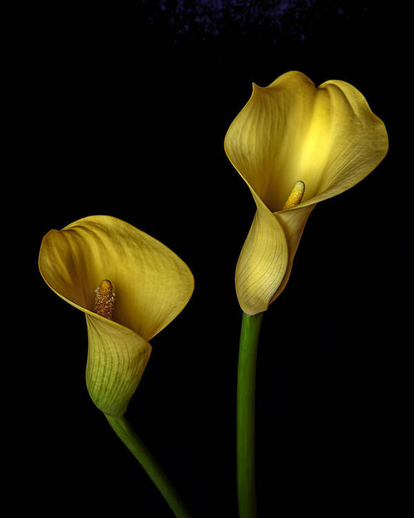 Yellow Callas Poster featuring the photograph Yellow Callas by Wes and Dotty Weber