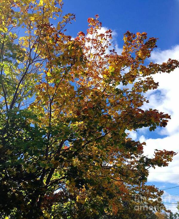 Yellow Maple Poster featuring the photograph Yellow Maple by Barbara A Griffin