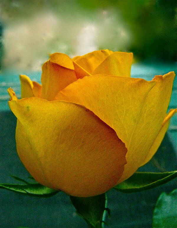 Yellow Rose Poster featuring the photograph Yellow Rose by Lori Miller