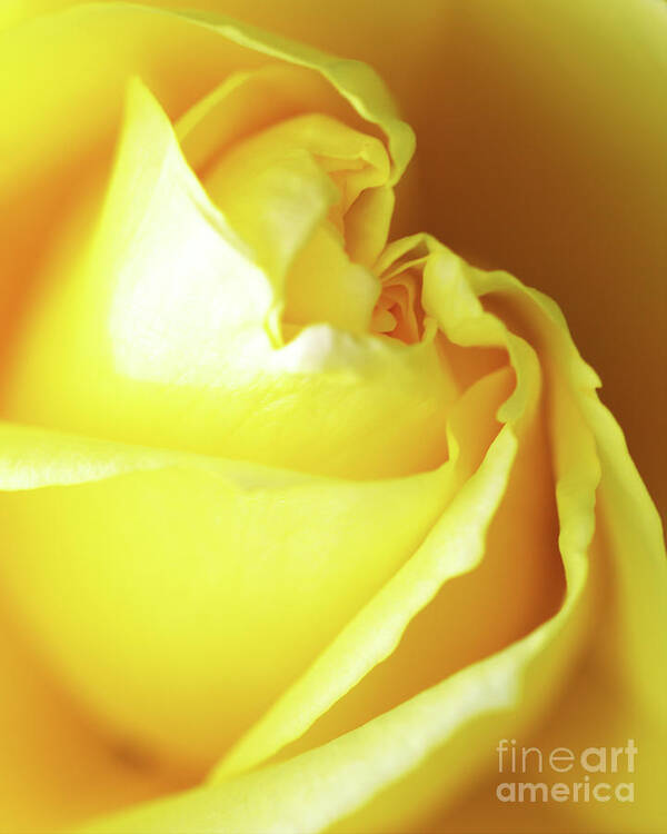 Macro Poster featuring the photograph Yellow Rose of Texas by Stephen Melia