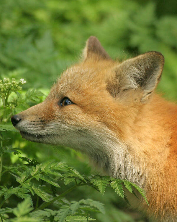 Red Fox Poster featuring the photograph Young Red Fox in profile by Doris Potter