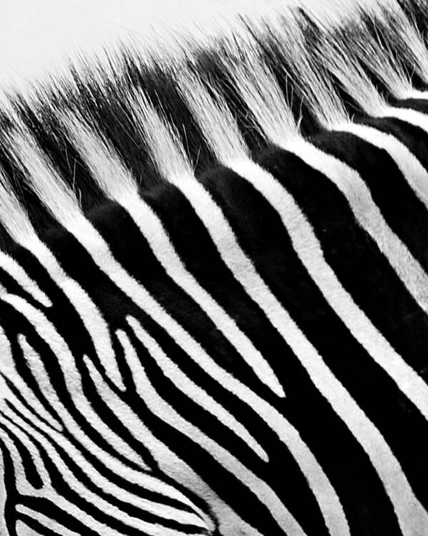 Design Poster featuring the photograph Zebra Design by Marion McCristall