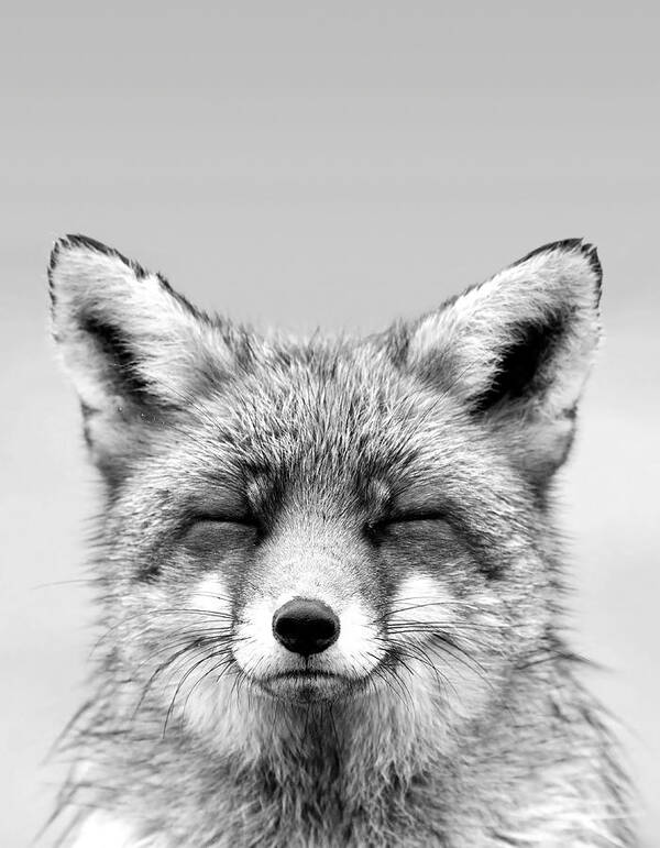 Fox Poster featuring the photograph Zen Fox Series - Smiling Fox Portrait BW by Roeselien Raimond