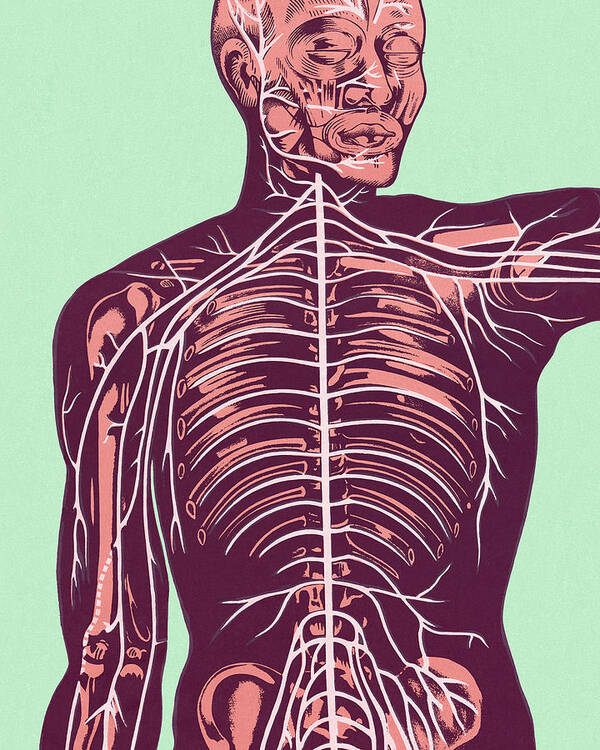 Body Poster featuring the drawing Anatomy of Nerves of Body and Head #1 by CSA Images