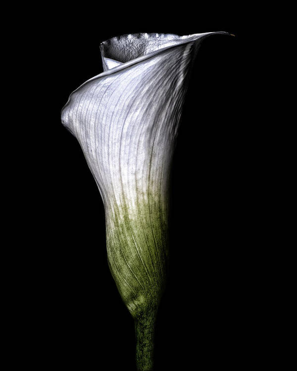 Calla Lily Poster featuring the photograph Calla Lily #1 by Lori Hutchison