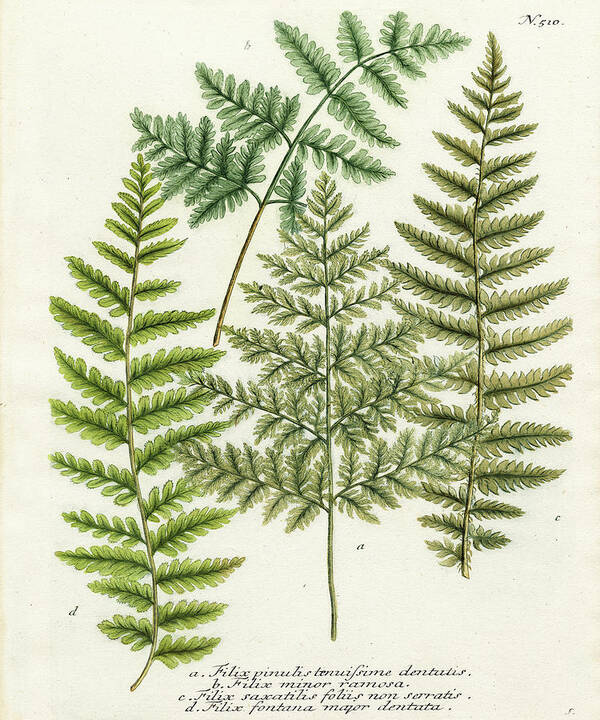 Fern Poster featuring the painting Fern Gathering I #1 by Weinmann