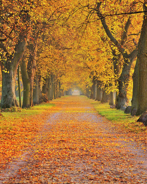Orange Color Poster featuring the photograph Lime Tree Avenue #1 by Raimund Linke