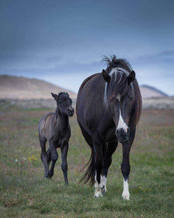 Horse Poster featuring the photograph Mare And Foal #1 by Arctic-images