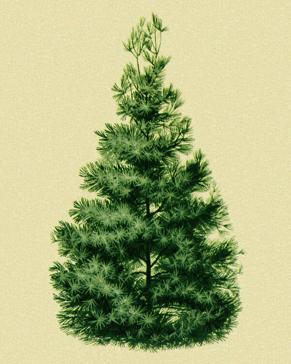 Campy Poster featuring the drawing Pine Tree #11 by CSA Images