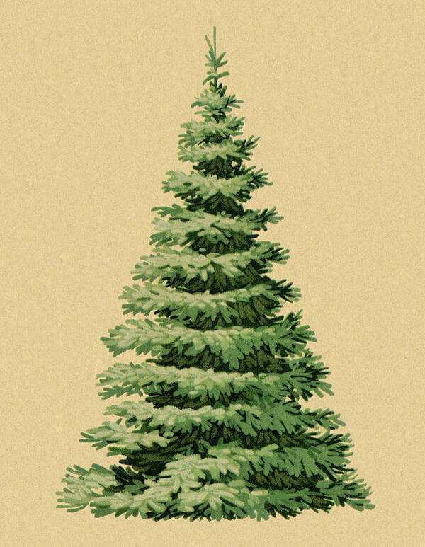 Campy Poster featuring the drawing Pine Tree #17 by CSA Images
