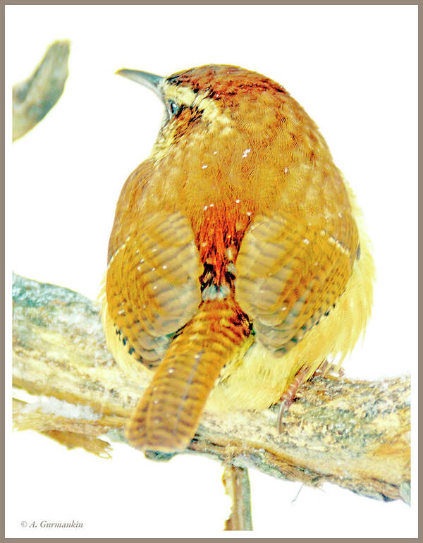 Songbird Poster featuring the photograph Carolina Wren in Winter #2 by A Macarthur Gurmankin