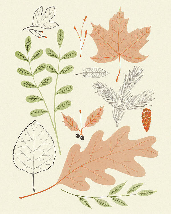 Brown Background Poster featuring the drawing Variety of Leaves #2 by CSA Images