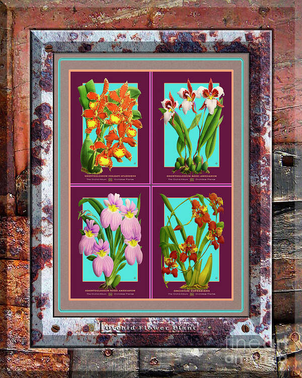 Vintage Poster featuring the painting Antique Orchids Quatro on Rusted Metal and Weathered Wood Plank #253 by Baptiste Posters