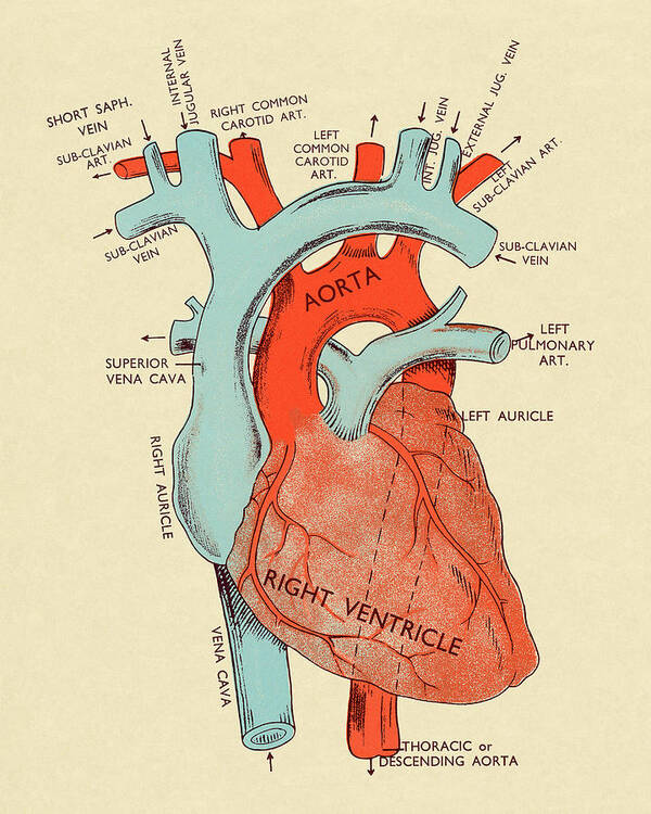 Anatomical Poster featuring the drawing Diagram of Heart #3 by CSA Images