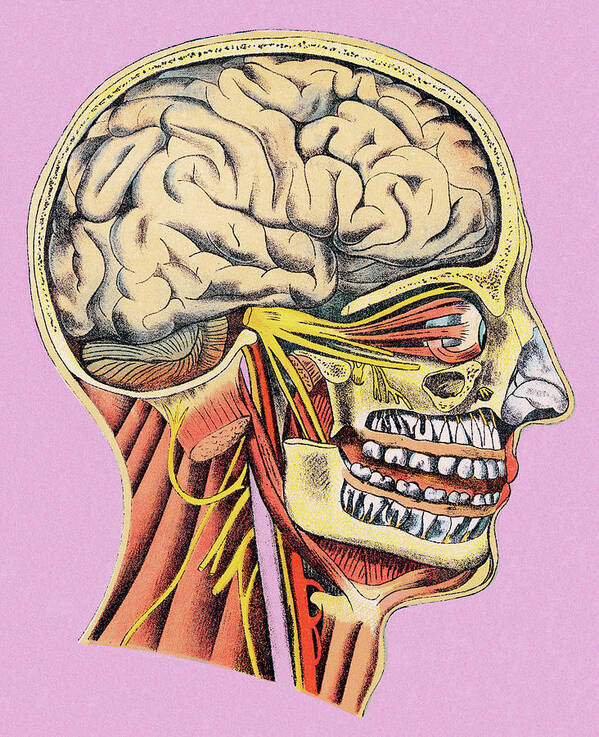 Anatomical Poster featuring the drawing Human Head Anatomy #3 by CSA Images
